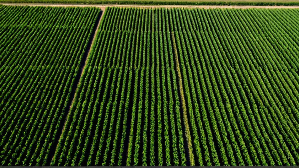 Преимущества машинного обучения в сельском хозяйстве