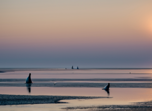 Четыре юных тюленя возвращены в дикую природу: трогательное событие в Национальном парке Ваттового моря
