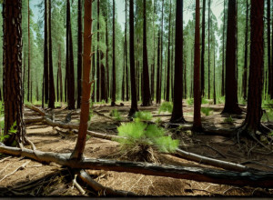 Леса Баден-Вюртемберга: ели восстанавливаются, пихты остаются под угрозой