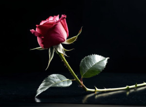 Звезды на этой неделе: Утраты и счастливые вести в мире знаменитостей