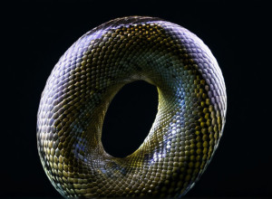 Краткое введение в Python