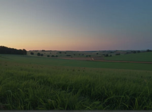 Жестокое преступление в Гессене: неизвестные зарезали быка прямо на пастбище