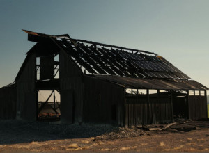 Пожар в амбаре в Северной Германии: 70 телят погибли, полиция расследует причины