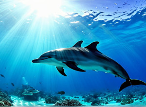 Dertour отказывается от представлений с дельфинами и касатками: Крупный туроператор Германии меняет политику в отношении животных