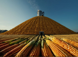 В Германии возведен гигантский «кукурузный Эверест» для производства биогаза