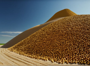 Рекордный урожай кукурузы в Германии: Гигантская гора зерна обеспечит биотопливом 900 кругосветных поездок