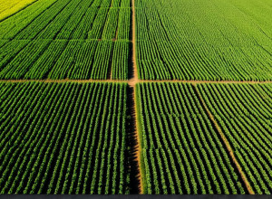 Преимущества использования ИИ в сельском хозяйстве