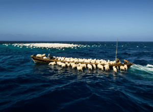 Драматическое спасение: Тысячи овец оказались в воде после кораблекрушения в Аденском заливе