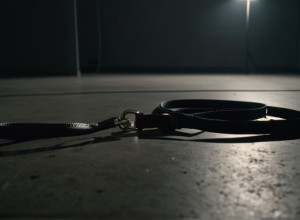 Бывший солдат приговорен к штрафу за жестокое убийство своего бульдога в Берлине