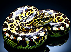 Программирование на Python