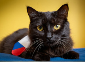 Добро пожаловать в мир кошек!