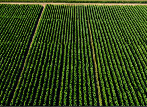 Преимущества машинного обучения в сельском хозяйстве