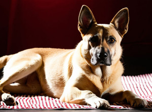 ЕС ужесточает меры: Наконец будет остановлен незаконный оборот животных