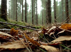 Бабезиоз у собак: "Собачья малярия" распространяется в Европе, как распознать и защитить питомца
