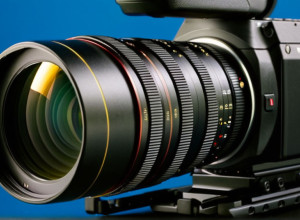 Прогулки с кошками на поводке: Мнение экспертов о целесообразности