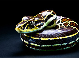 Применение Python в веб-разработке