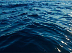 Смертельный инцидент: туристка из Швейцарии погибла от нападения акулы в Австралии