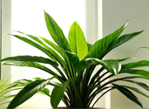 5 комнатных растений, которые эффективно очищают воздух и улучшают микроклимат дома