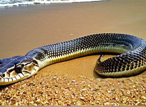 Десятки ядовитых морских змей выброшены на берег в Австралии