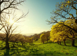 В Германии аномальная оттепель: до +18 градусов к началу декабря