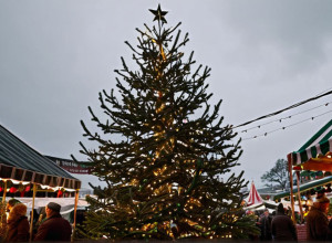 Скандал на рождественском базаре: Кипарис вместо елки возмутил жителей немецкого города
