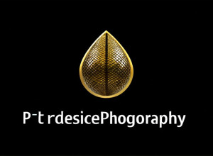 Первые шаги в Python