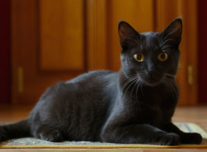 Добро пожаловать в мир кошек!