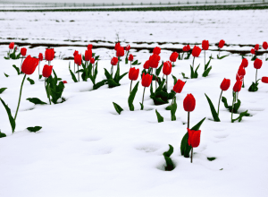 Зимний снегопад в Турции на Пасху: необычная погода