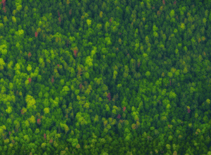 Запуск спутника Biomass: ESA отправляет стража в космос для наших лесов
