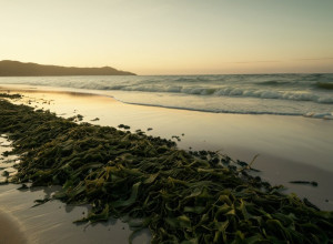 Найдена расчлененная женская мумия на пляже Майорки