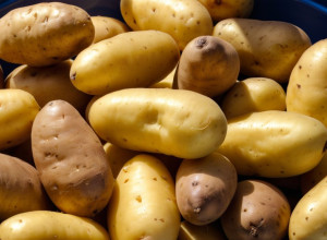 Проблема перепроизводства: Немецкие фермеры вынуждены уничтожать тонны картофеля