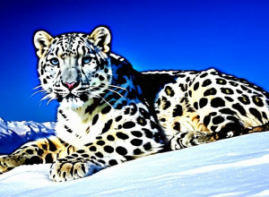 Снежный барс: символ гор и дикой природы