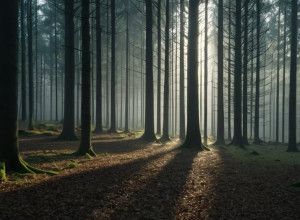 Кабинет Баварии утвердил спорную реформу охотничьего законодательства после месяцев дебатов