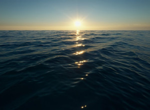 Швейцарская синхронистка погибла в Австралии: Акула-убийца напала во время плавания с дельфинами