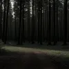 Убийство после техно-рейва в Германии: девушка найдена мертвой в лесу, полиция ищет свидетелей