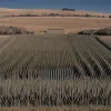 Усиленный контроль на границах Германии: 739 мигрантов развернули, но тысячи всё равно попадают в страну. Эффективность мер под вопросом.