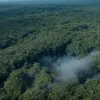 Уничтожение тропических лесов достигло максимума за 20 лет: площадь потери равна Панаме
