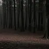 В лесу под Ахеном нашли часть человеческого тела: Полиция начала расследование