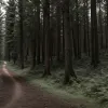 Джоггерша спаслась от эксгибициониста в лесу под Витмаршеном