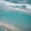 Токсичные водоросли вызвали массовую гибель морских животных у берегов Австралии