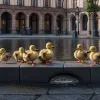 Героический поступок: Пожарные спасли утят, упавших в канализацию в Германии