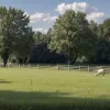 В Германии украли козу и ягненка с охраняемой фермы
