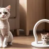 Чудо спасения: кошка с шестью лапами обрела новую жизнь после операции в Канаде