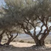 РПК объявила о прекращении вооруженной борьбы