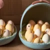 Найди три невылупившихся яйца: новая визуальная головоломка