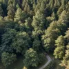 Парапланерист застрял в кроне дерева на 20-метровой высоте во Фрайбурге: проведена операция спасения