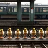 В Гамбурге семейство уток остановило движение поездов S-Bahn