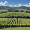 Как сейчас выглядит «Блаженство» — легендарный фон рабочего стола Windows XP