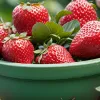 Как вырастить вкусную клубнику в саду и на балконе: полезные советы для богатого урожая