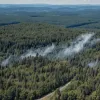 Лесные пожары в Таунусе: два очага возгорания, полиция подозревает поджог